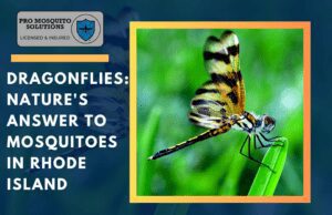 Dragonfly perched on a leaf, symbolizing its role in controlling mosquito populations naturally in Rhode Island.