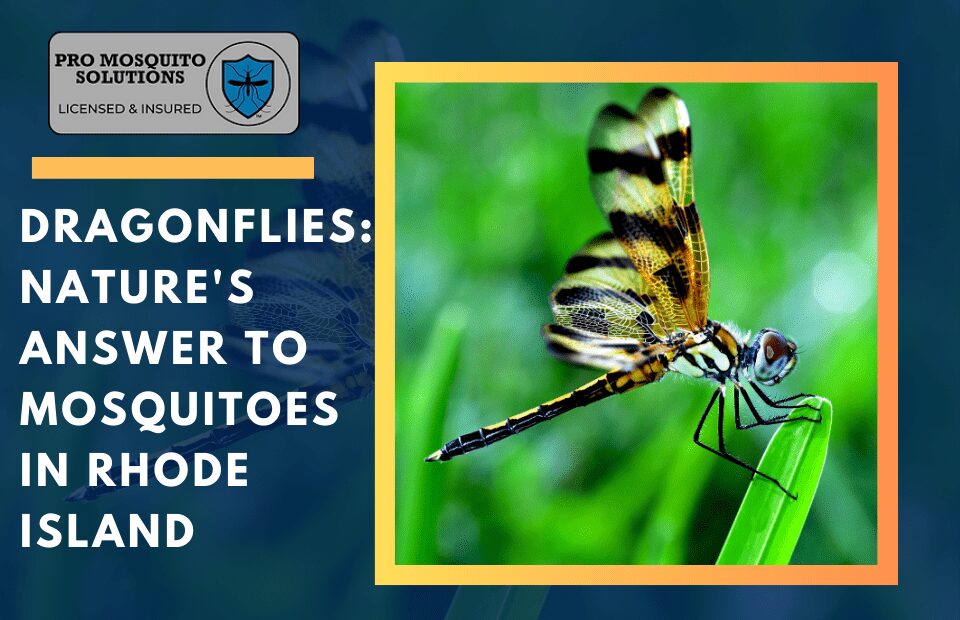 Dragonfly perched on a leaf, symbolizing its role in controlling mosquito populations naturally in Rhode Island.