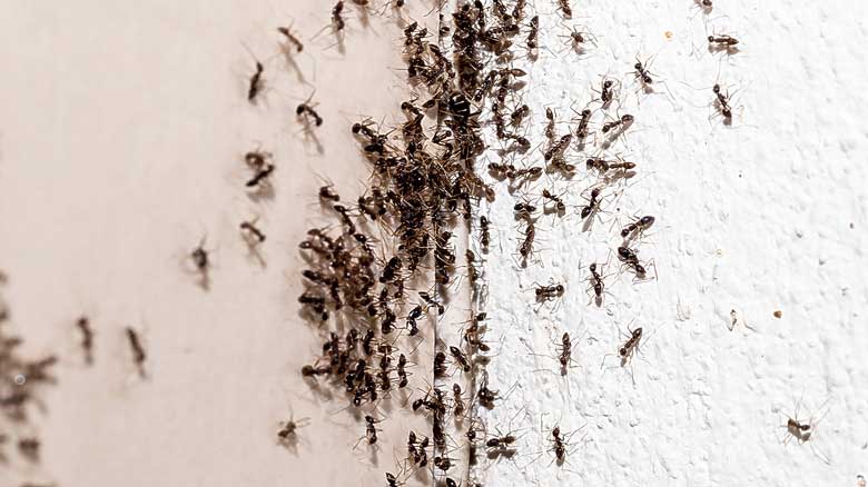 Colony of tiny black ants crawling in a pantry, highlighting the need for Pro Mosquito Solutions ant control services in Rhode Island homes and businesses.