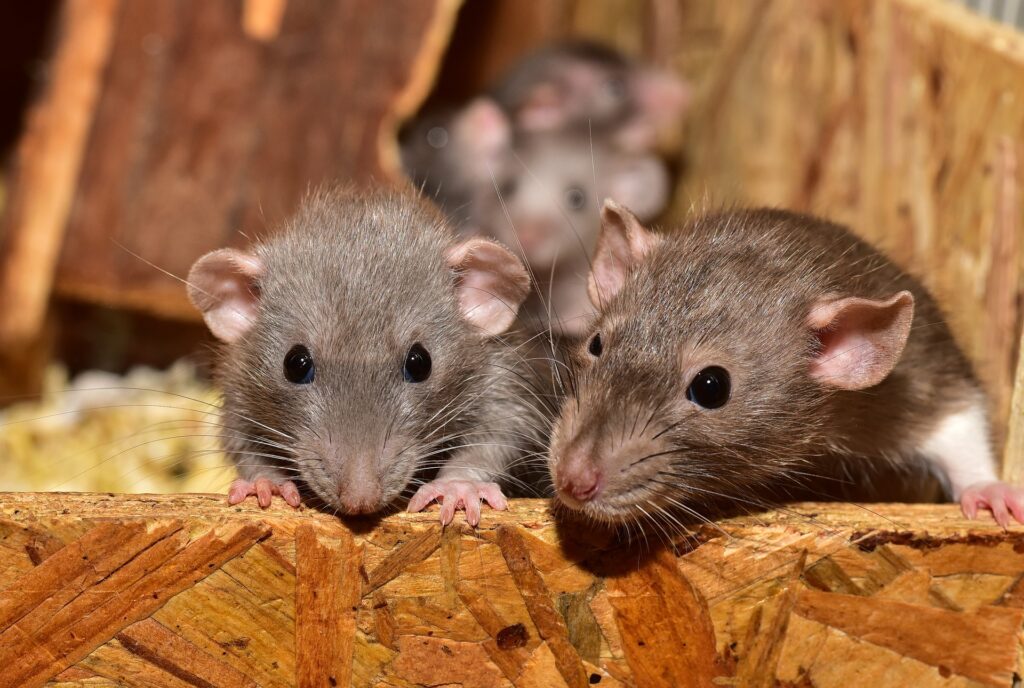 Baby rat found in an attic, highlighting the risk of infestations and the need for prompt pest control by Pro Mosquito Solutions to protect Rhode Island homes.