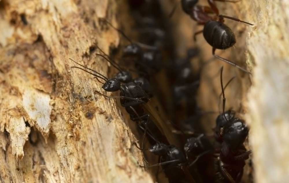 Close-up of a carpenter ant, showcasing the importance of Pro Mosquito Solutions pest control services to protect homes in Rhode Island.