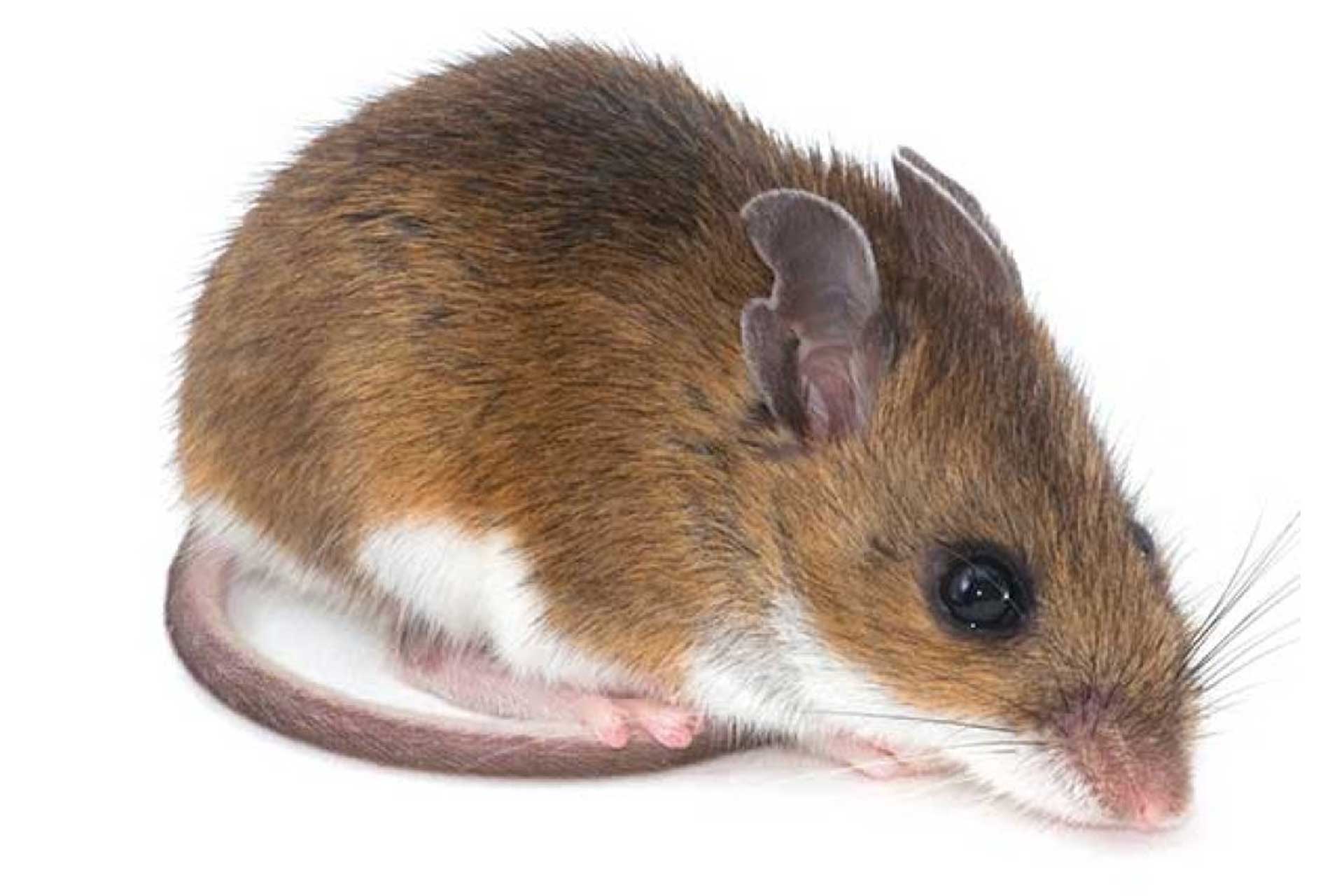 Deer mouse observed indoors in a Rhode Island home, emphasizing the importance of proactive rodent control by Pro Mosquito Solutions to maintain pest-free environments.