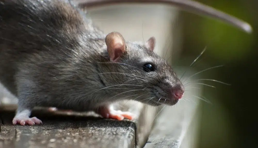 Close-up of a gray rodent, highlighting the need for effective pest control from Pro Mosquito Solutions to manage rodent populations in homes and restaurants.