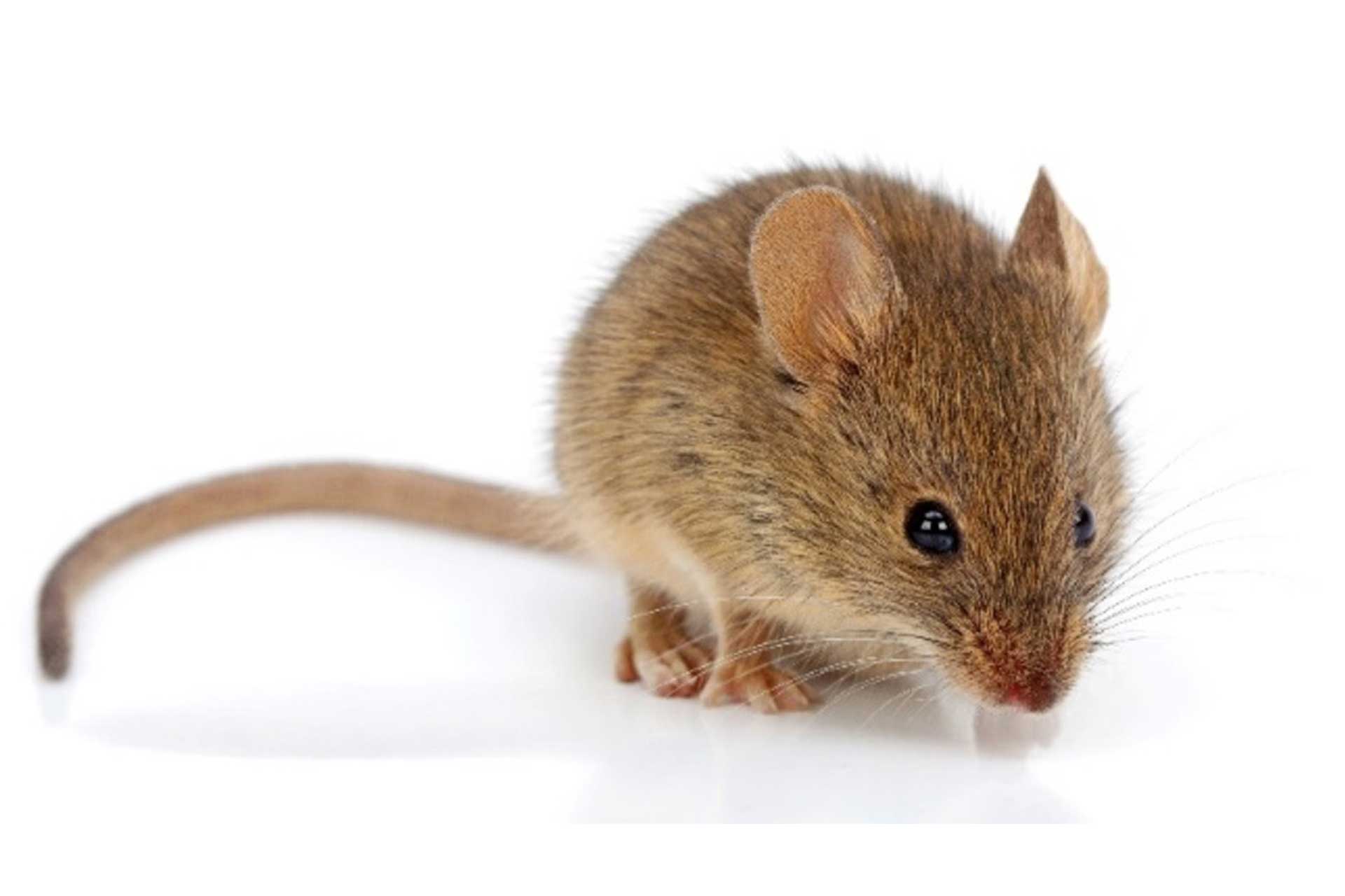 House mouse indoors, highlighting the need for effective rodent control for homes and businesses by Pro Mosquito Solutions in Rhode Island.