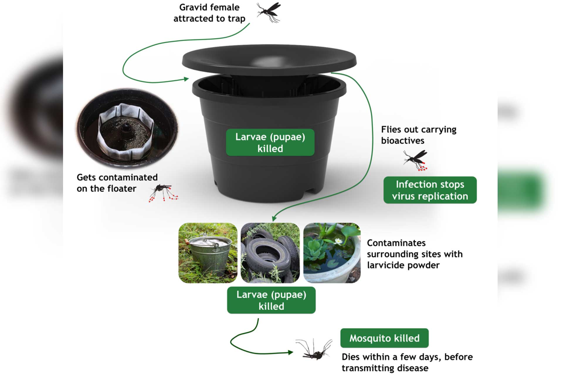 Diagram illustrating how the In2Care mosquito trap works by attracting, trapping, and controlling mosquito populations for pest management in Rhode Island and Southeastern Massachusetts.