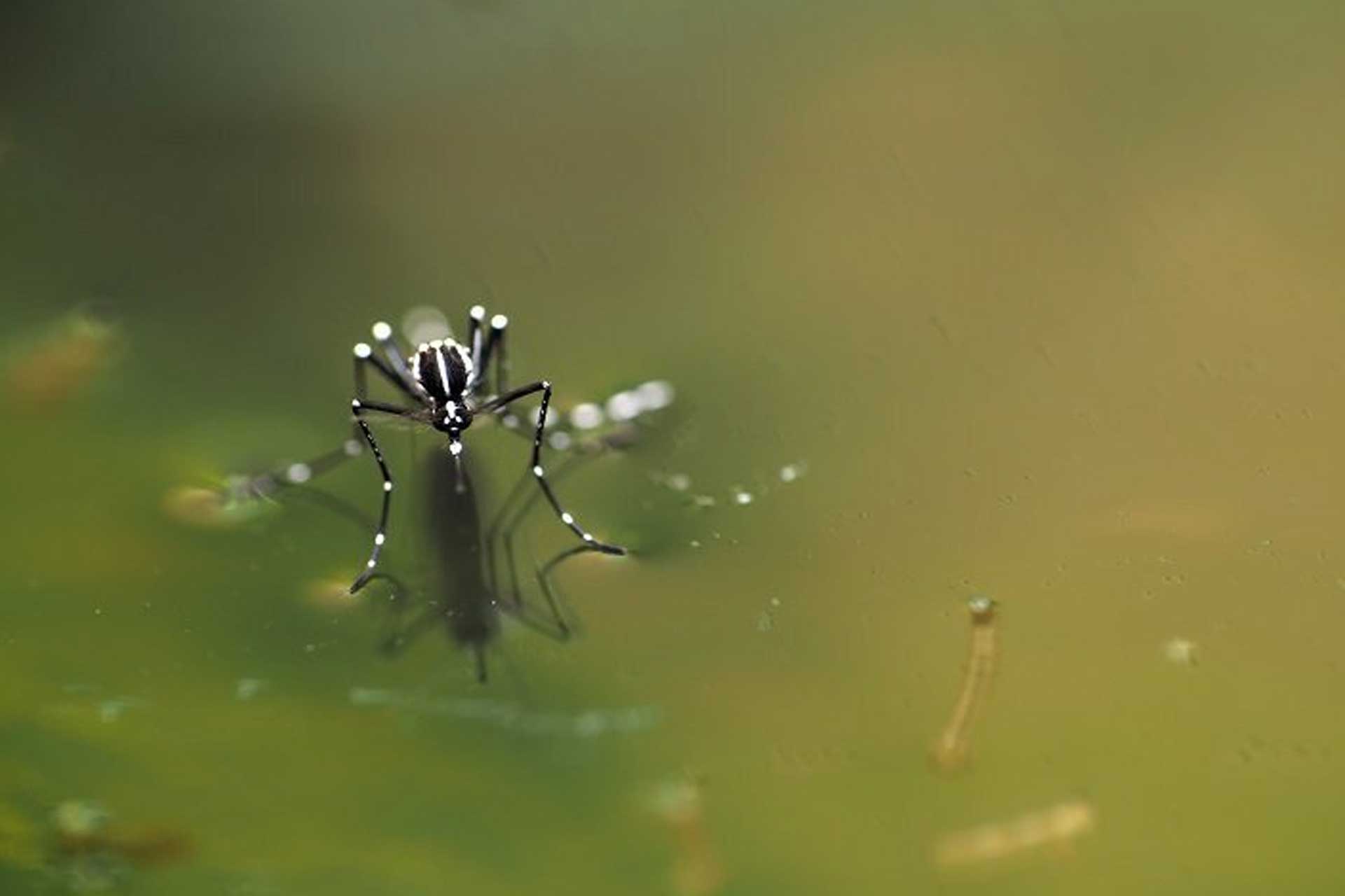 Mosquito landing on stagnant water treated with larvicide by Pro Mosquito Solutions, Rhode Island's pest control experts.