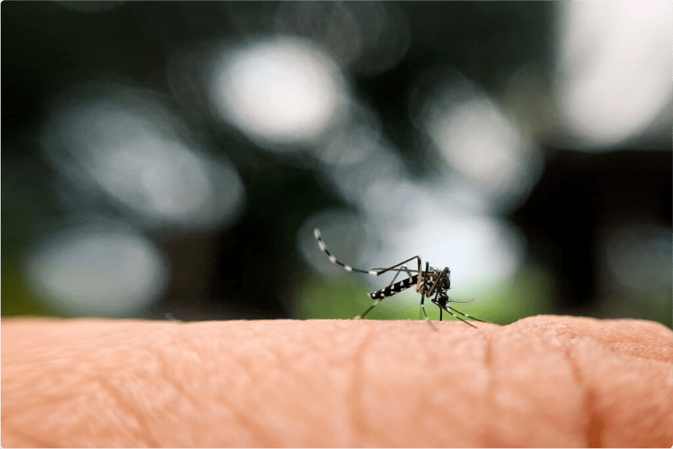 Close-up of a mosquito on skin, highlighting the risk of bites and the need for Pro Mosquito Solutions natural pest control solutions in Rhode Island.