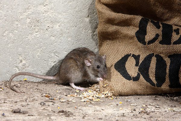 Rat chewing through a bag of food in a basement, highlighting the threat of infestations and the importance of pest control by Pro Mosquito Solutions to protect food supplies.