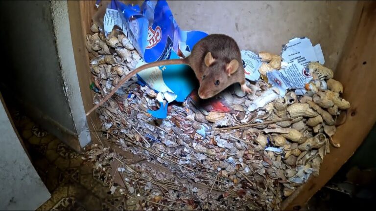Rodent building a nest in a wall void, highlighting the risk of infestations and the importance of Pro Mosquito Solutions rodent control services for homes and businesses.