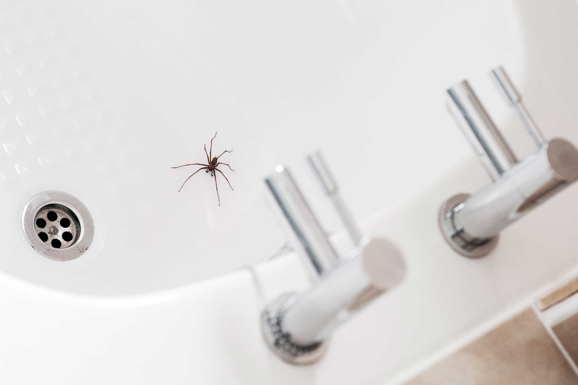 Spider in a kitchen sink, emphasizing the importance of Pro Mosquito Solutions foundation barrier spray for effective pest control in Rhode Island and Southeastern MA.