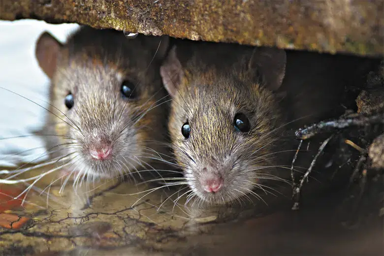 Two rats cuddled together in a hidden nook, illustrating the risks of unchecked rodent populations and the need for proactive pest management by Pro Mosquito Solutions in Rhode Island.