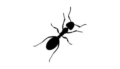 Pro Mosquito Solutions provides effective ant pest control, targeting carpenter ants, odorous house ants, and pavement ants for Rhode Island homes and businesses.