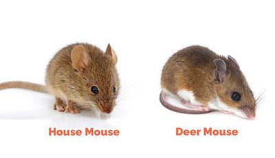 Pro Mosquito Solutions offers comprehensive mouse and rodent control, specializing in deer mice, house mice, and other rodent species across Rhode Island and Southeastern Massachusetts.