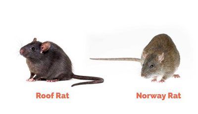 Pro Mosquito Solutions provides comprehensive rat and rodent control, specializing in roof rats, Norway rats, and other rodents, serving Rhode Island and Southeastern Massachusetts.