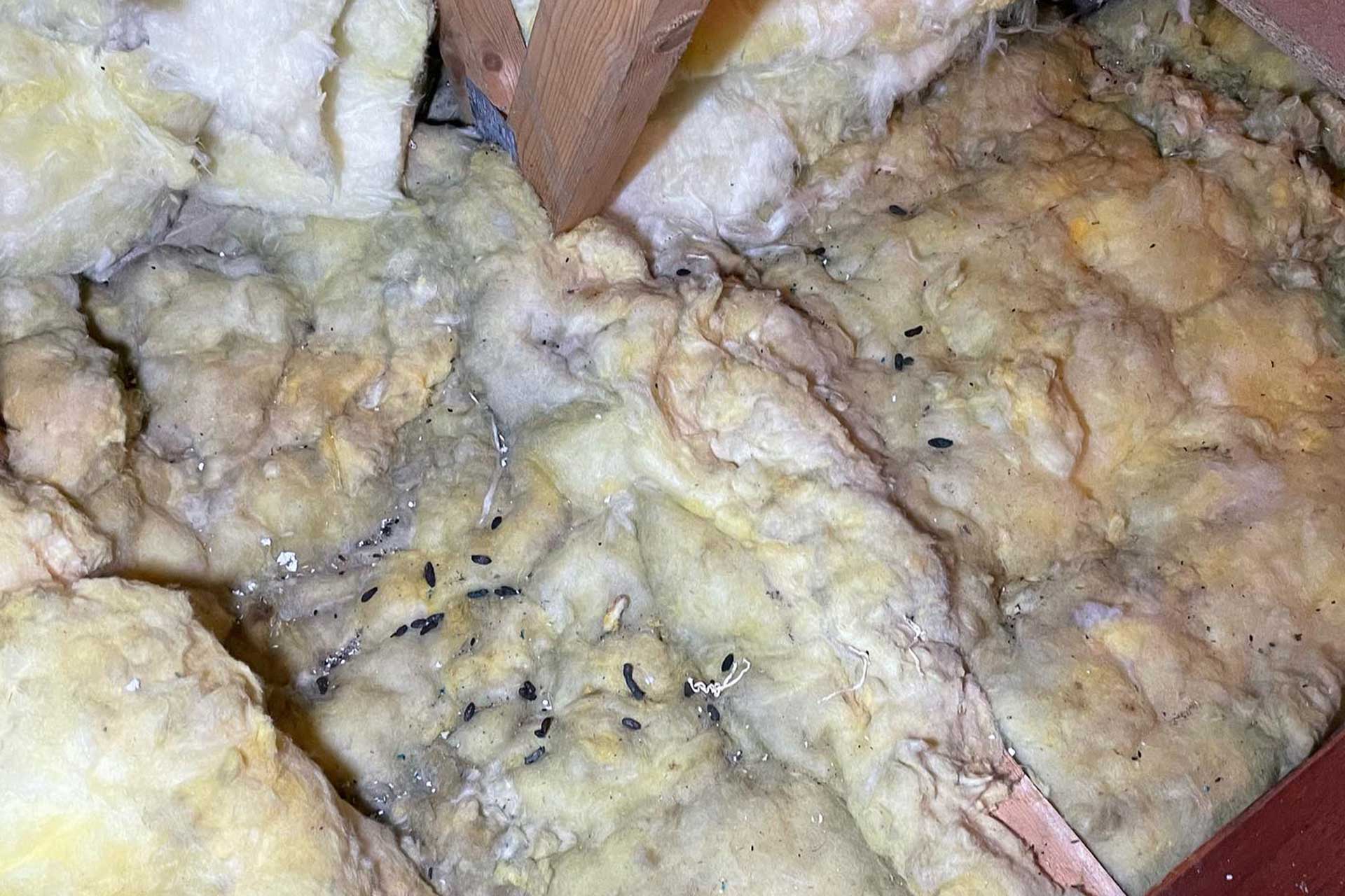 Home insulation damaged and soiled by rodents, showing shredded material and droppings, indicating a severe infestation that requires professional pest control by Pro Mosquito Solutions.