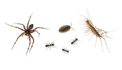 Pro Mosquito Solutions Foundation Barrier Spray provides safe and effective insect control, keeping ants, spiders, pill bugs, centipedes, and other pests out of homes and businesses in Rhode Island and Southeastern Massachusetts.