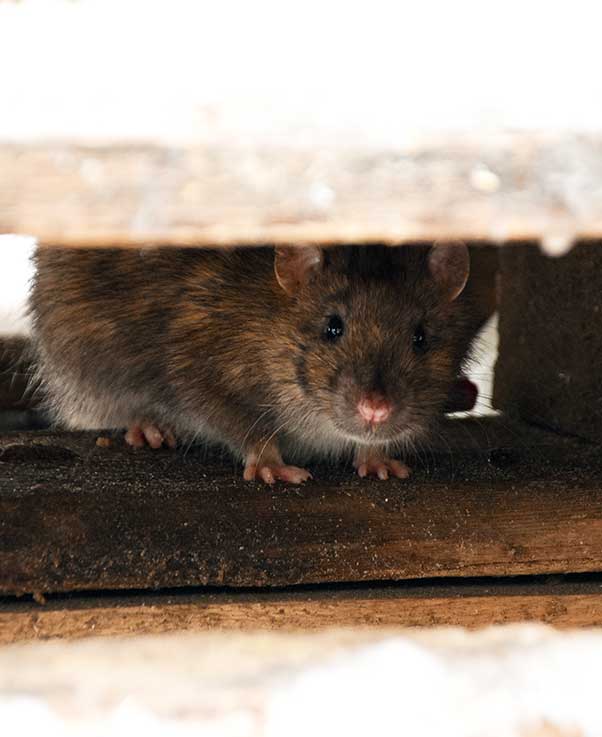 A rat peeking out from a small hole with a curious expression, highlighting the importance of rodent control services by Pro Mosquito Solutions for homes and businesses.