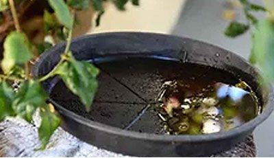 Pro Mosquito Solutions offers specialized water treatment to control mosquito breeding in ponds, fountains, and standing water areas, serving Rhode Island and Southeastern Massachusetts.