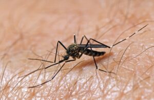 Close-up of a mosquito with transparent wings and slender legs, emphasizing the need for mosquito and tick control services in Rhode Island by Pro Mosquito Solutions.