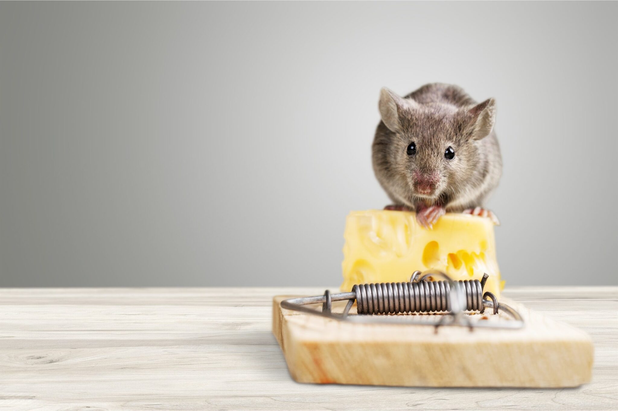 Pro Mosquito Solutions provides top pest control Cranston RI, offering expert solutions for rodents and other pests.