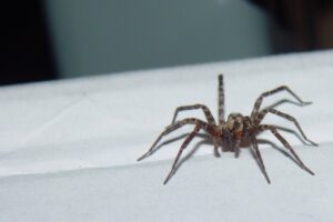 A close-up of a spider on a white table, emphasizing the importance of spider control Rhode Island services.