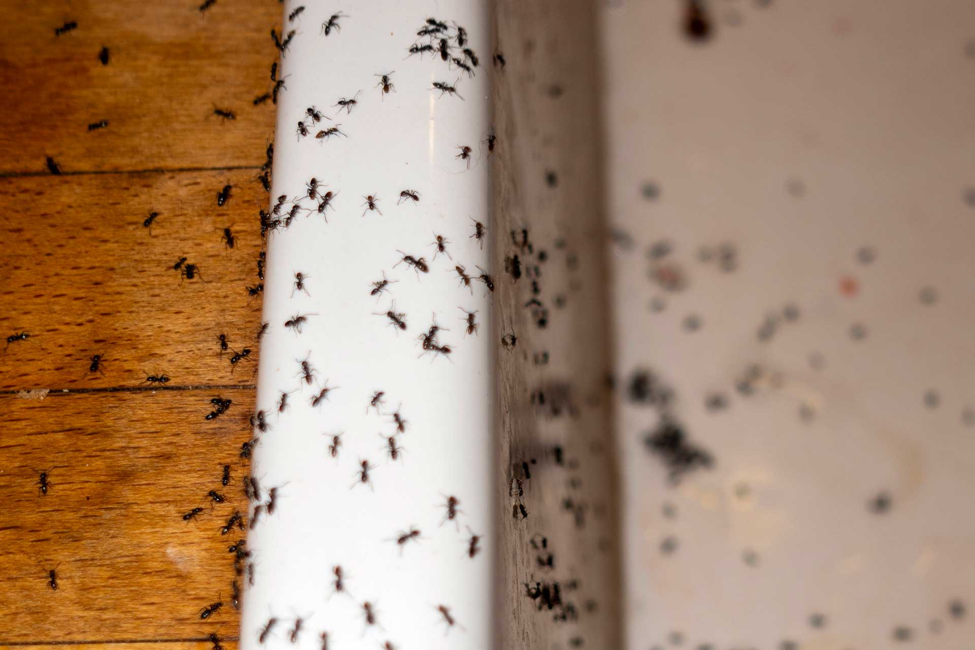 An ant crawling up a kitchen sink, emphasizing the need for Pro Mosquito Solutions effective pest control services in Rhode Island.