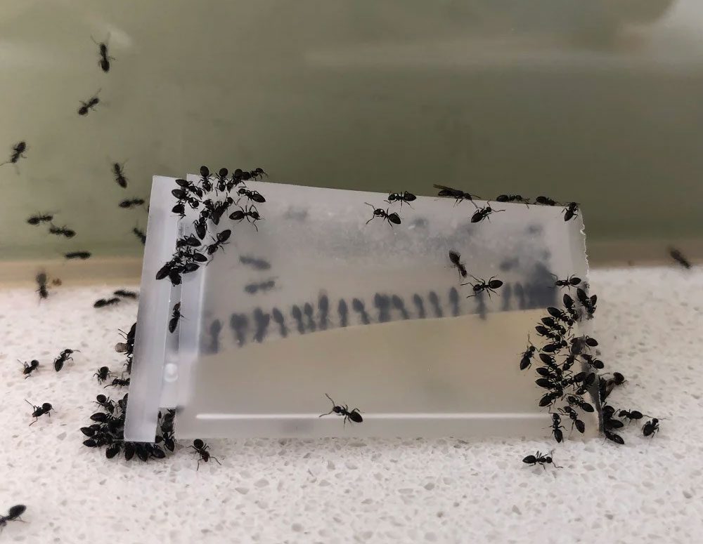 Black ants crawling on a food container, highlighting the need for Pro Mosquito Solutions expert ant control services in Rhode Island.