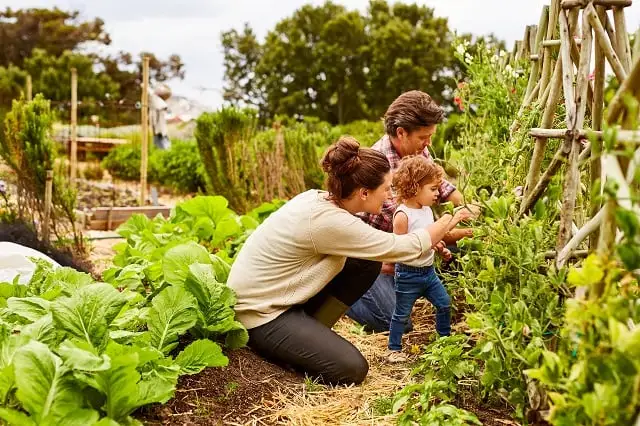 Helpful eco-friendly and natural pest control tips and tricks to keep your home and yard pest-free in Rhode Island and Southeastern Massachusetts