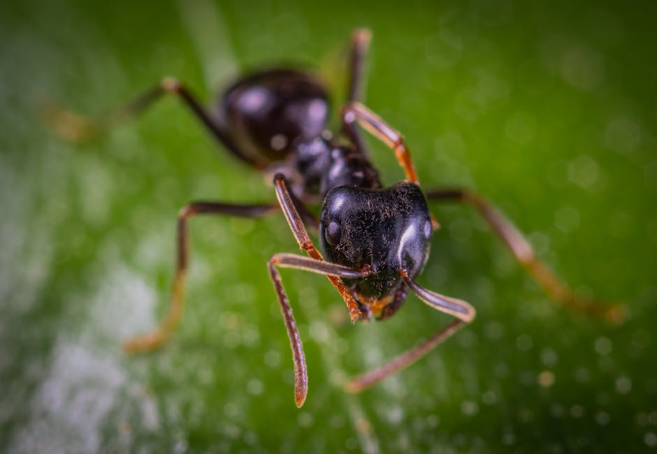Image showcasing eco-friendly pest control by Pro Mosquito Solutions, emphasizing natural and sustainable methods to protect homes and businesses in Rhode Island.