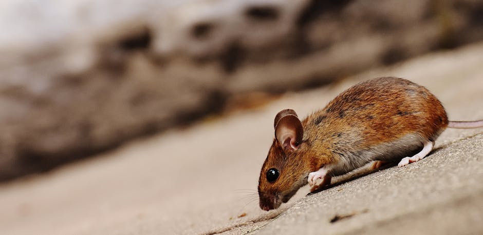 Image of Pro Mosquito Solutions emergency rat extermination services, providing immediate and effective pest control for homes and businesses in Rhode Island.