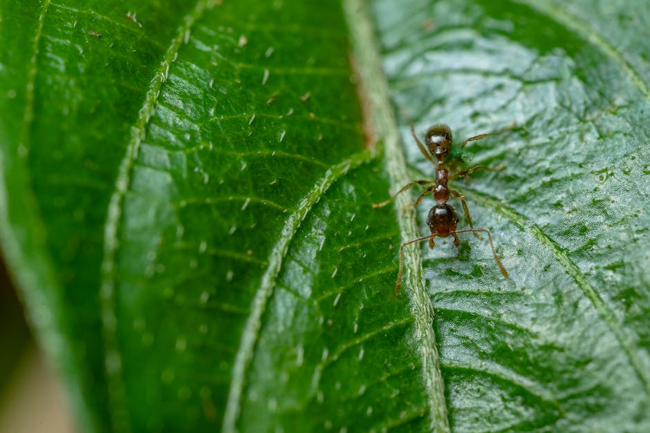 Local ant control service by Pro Mosquito Solutions, providing effective pest management solutions for homes in Rhode Island and Southeastern Massachusetts.