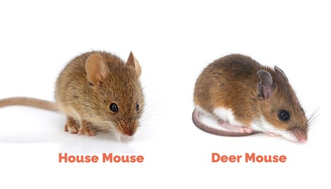 Mouse control service by Pro Mosquito Solutions in Rhode Island, focusing on effective control of deer mice and house mice for safe homes and businesses.