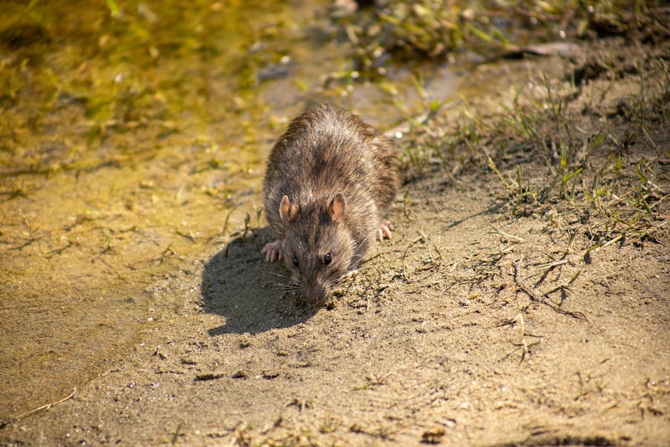 Image of Pro Mosquito Solutions emergency rat extermination services, providing immediate and effective pest control for homes and businesses in Rhode Island.