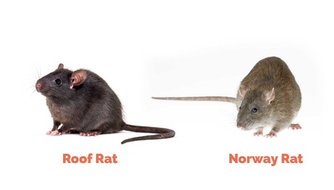 Rat and rodent control by Pro Mosquito Solutions, targeting roof rats, Norway rats, and other rodents to protect Rhode Island homes and businesses.