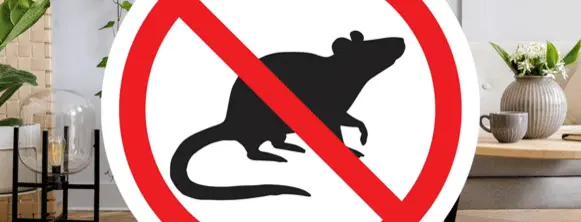 Helpful rodent control tips and tricks to keep your home and business rodent-free in Rhode Island and Southeastern Massachusetts.