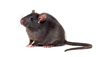 Rodent prevention services by Pro Mosquito Solutions