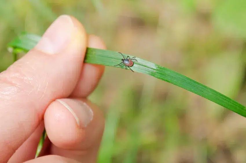 Helpful tick control tips and tricks to protect your home and yard in Rhode Island and Southeastern Massachusetts.