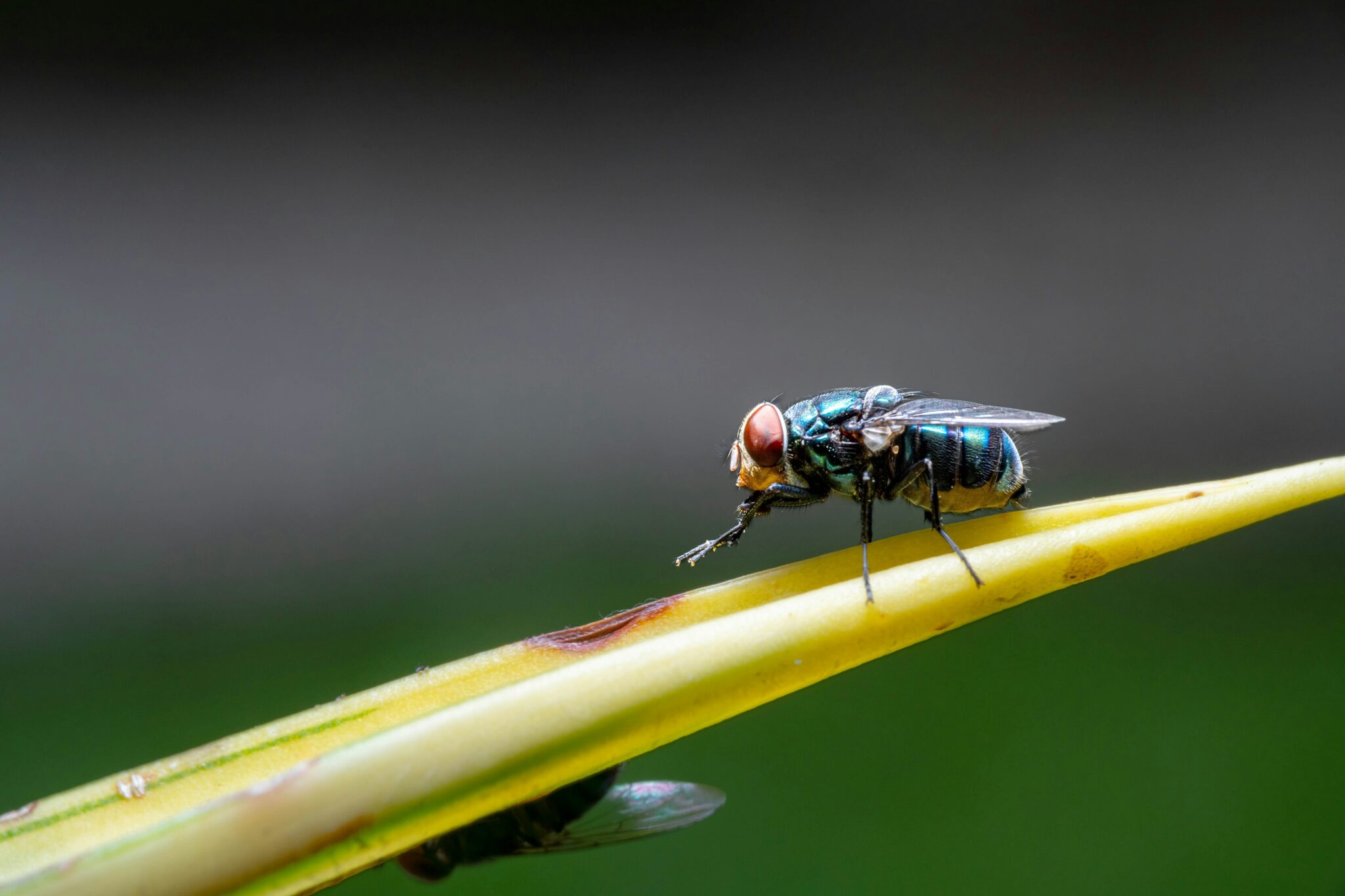 Professional commercial pest control services ensuring effective pest management for businesses in Rhode Island and Southeastern Massachusetts.
