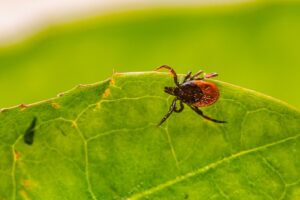 A detailed close-up of a tick perched on a vibrant green leaf, highlighting the importance of tick awareness and control in outdoor environments.